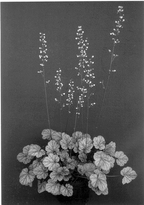 Figure 1 of US plant patent PP13339, the photograph of Silver Lode printed in the patent.