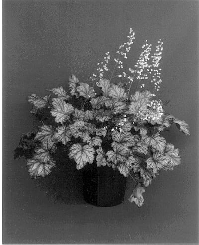 Figure 1 of US plant patent PP13340, the photograph of Raspberry Ice printed in the patent.