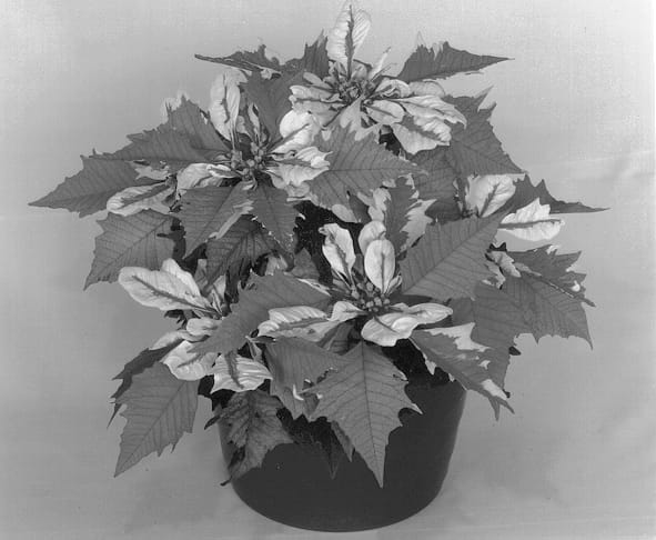 Figure 1 of US plant patent PP13341, the photograph of Eckaloha printed in the patent.