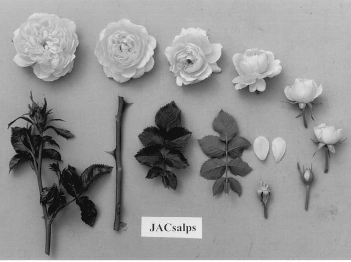 Figure 1 of US plant patent PP13342, the photograph of JACsalps printed in the patent.