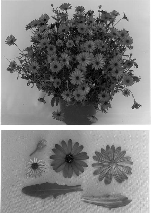 Figure 1 of US plant patent PP13343, the photograph of Malindi printed in the patent.