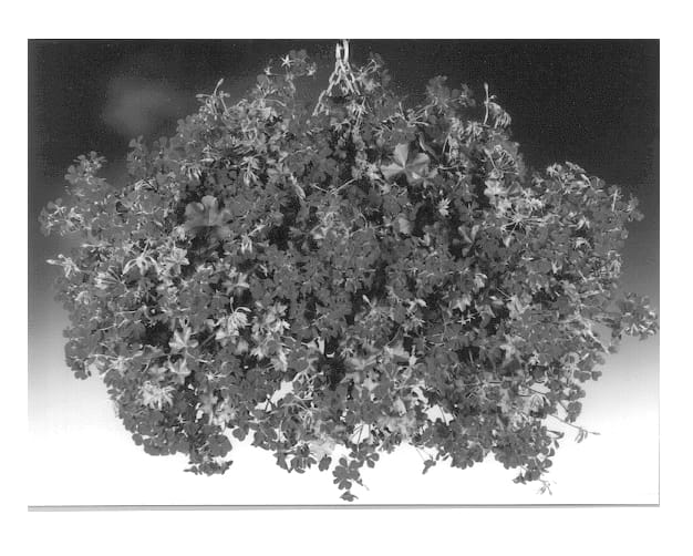 Figure 1 of US plant patent PP13344, the photograph of Fisblizdark printed in the patent.