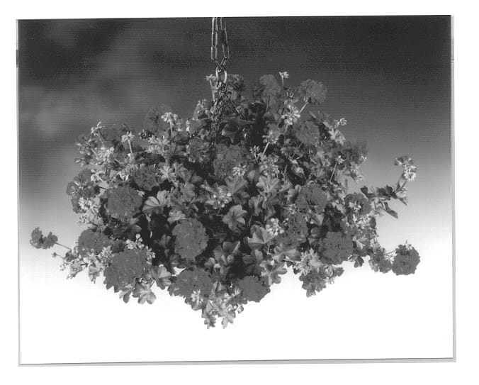 Figure 1 of US plant patent PP13345, the photograph of Fisbilred printed in the patent.