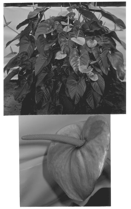 Figure 1 of US plant patent PP13346, the photograph of Pink Giant printed in the patent.