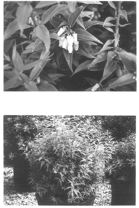 Figure 1 of US plant patent PP13347, the photograph of Taylor's Treasure printed in the patent.