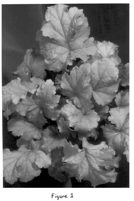 Figure 1 of US plant patent PP13348, the photograph of Amber Waves printed in the patent.