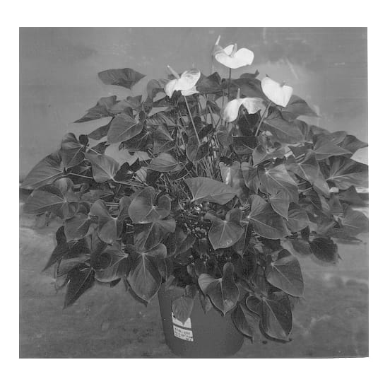 Figure 1 of US plant patent PP13349, the photograph of Fresh Love printed in the patent.