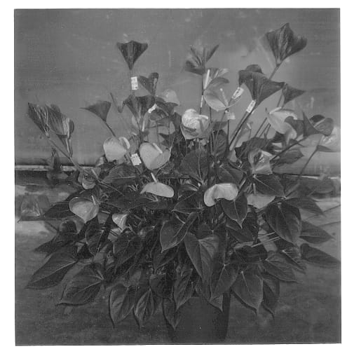 Figure 1 of US plant patent PP13350, the photograph of Sunny Love printed in the patent.