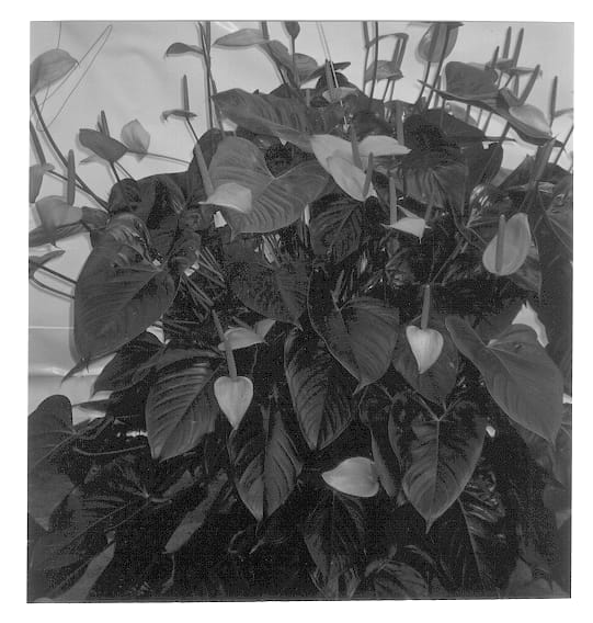 Figure 1 of US plant patent PP13351, the photograph of VR 098 printed in the patent.