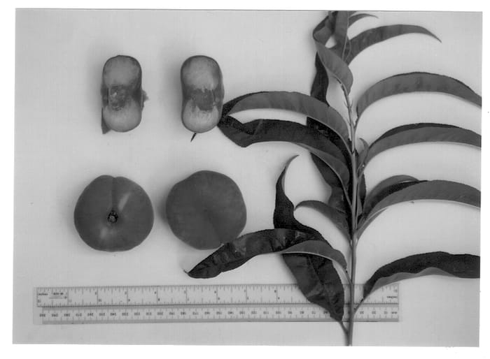 Figure 1 of US plant patent PP13352, the photograph of UFO printed in the patent.