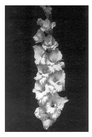 Figure 1 of US plant patent PP13353, the photograph of Anurag printed in the patent.