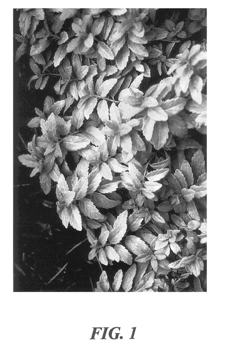 Figure 1 of US plant patent PP13354, the photograph of Aztec Gold printed in the patent.