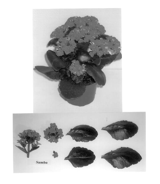 Figure 1 of US plant patent PP13355, the photograph of Samba printed in the patent.