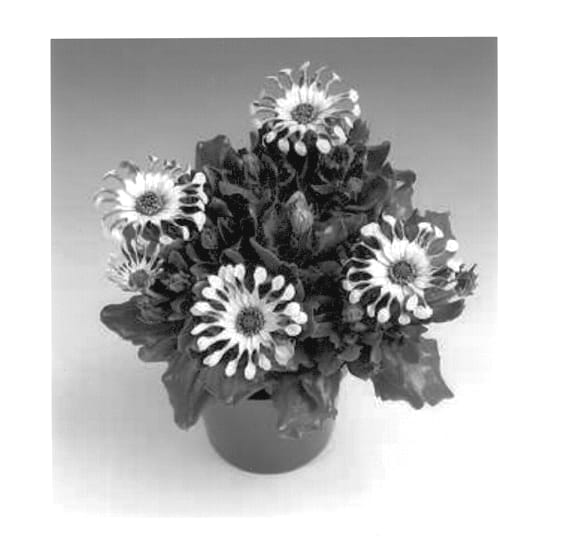 Figure 1 of US plant patent PP13356, the photograph of Sunny William printed in the patent.