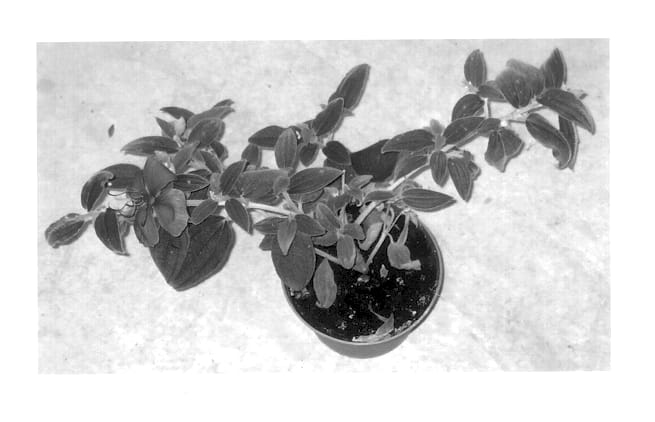 Figure 1 of US plant patent PP13357, the photograph of Grue-TiB 01 printed in the patent.