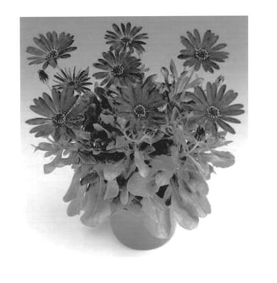 Figure 1 of US plant patent PP13358, the photograph of Sunny Natalie printed in the patent.