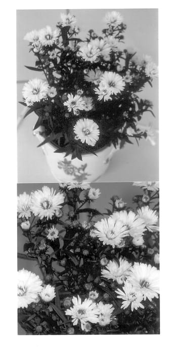 Figure 1 of US plant patent PP13359, the photograph of Victoria Diana printed in the patent.