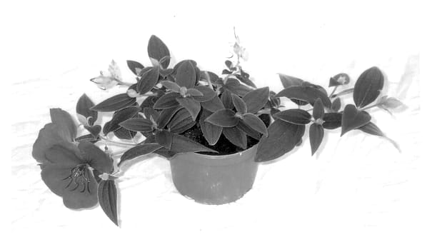 Figure 1 of US plant patent PP13361, the photograph of Grue-Tib 04 printed in the patent.
