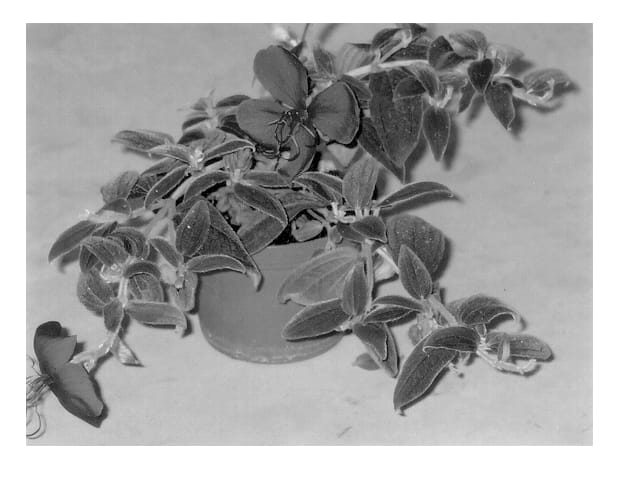 Figure 1 of US plant patent PP13362, the photograph of Grue-TiB 02 printed in the patent.