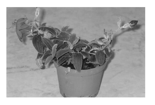 Figure 1 of US plant patent PP13363, the photograph of Grue-TiB 03 printed in the patent.