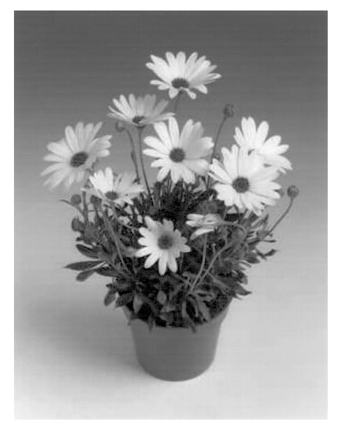 Figure 1 of US plant patent PP13364, the photograph of Sunny Diana printed in the patent.