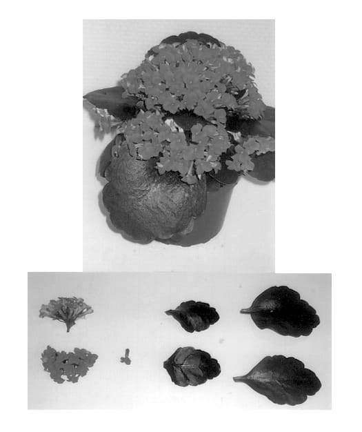 Figure 1 of US plant patent PP13366, the photograph of Roxy printed in the patent.
