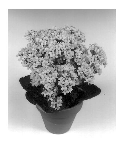 Figure 1 of US plant patent PP13367, the photograph of Gelai printed in the patent.