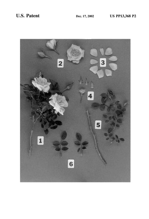 Figure 4 of US plant patent PP13368, the photograph of POULrav printed in the patent.