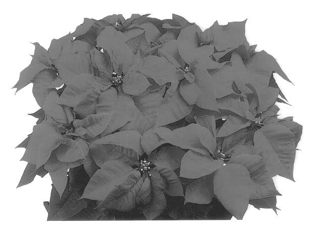 Figure 1 of US plant patent PP13369, the photograph of Duenibrired printed in the patent.
