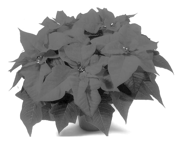 Figure 1 of US plant patent PP13370, the photograph of Dueimco printed in the patent.