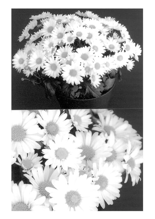 Figure 1 of US plant patent PP13371, the photograph of Shepherd printed in the patent.