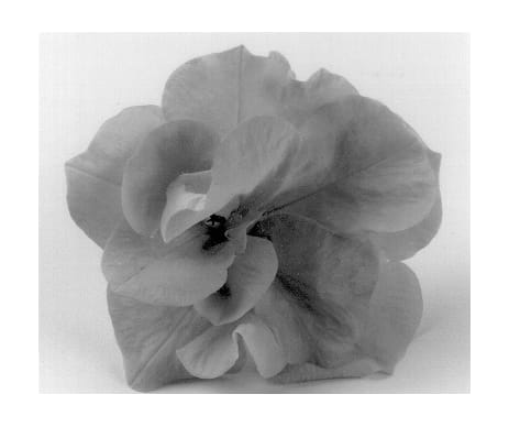 Figure 1 of US plant patent PP13372, the photograph of Kirimaji Double Capricious printed in the patent.