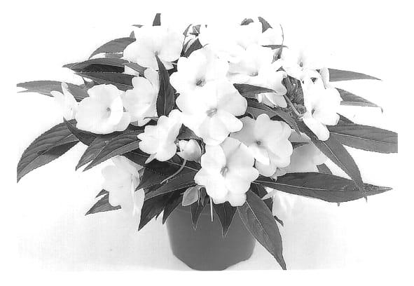 Figure 1 of US plant patent PP13373, the photograph of Duesweetwhite printed in the patent.