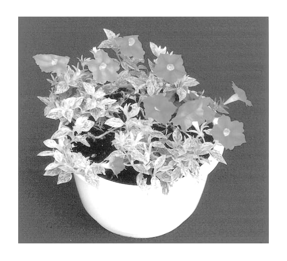 Figure 1 of US plant patent PP13374, the photograph of Colorsplash printed in the patent.