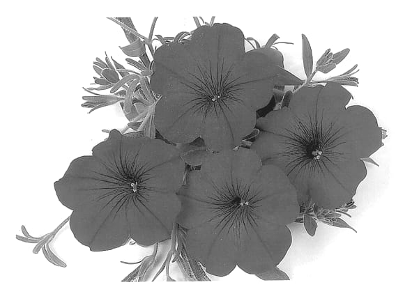 Figure 1 of US plant patent PP13375, the photograph of Duesurblusky printed in the patent.