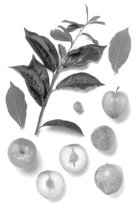 Figure 1 of US plant patent PP13376, the photograph of Sunlite Nugget printed in the patent.