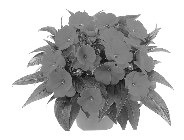 Figure 1 of US plant patent PP13377, the photograph of Duesweetfire printed in the patent.