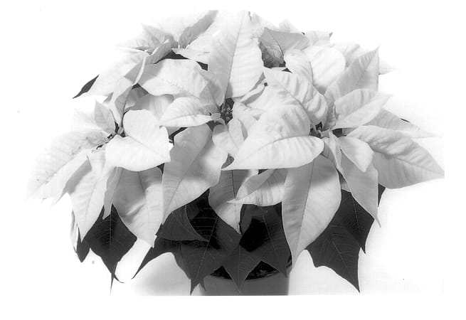 Figure 1 of US plant patent PP13378, the photograph of Duespotwi printed in the patent.