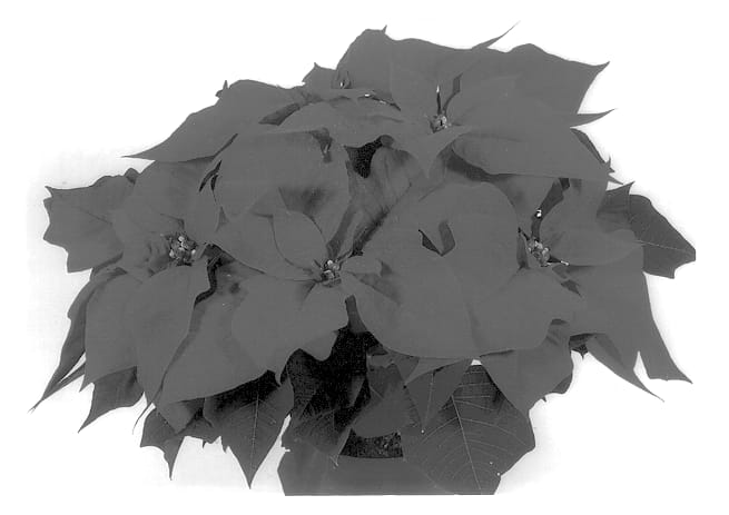 Figure 1 of US plant patent PP13379, the photograph of Duemond printed in the patent.