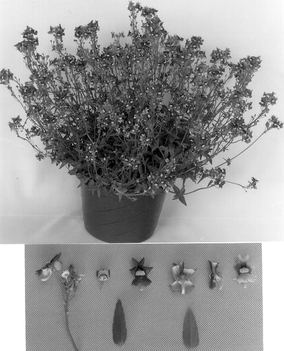 Figure 1 of US plant patent PP13380, the photograph of Nemplum printed in the patent.