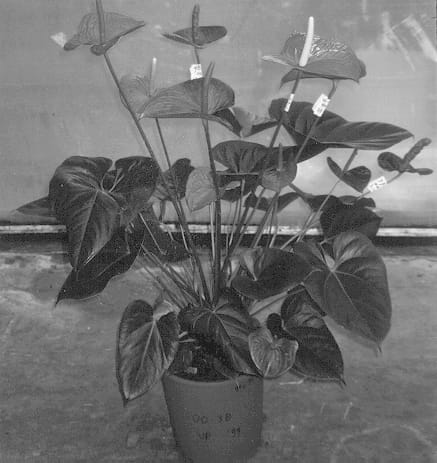 Figure 1 of US plant patent PP13381, the photograph of Red King printed in the patent.