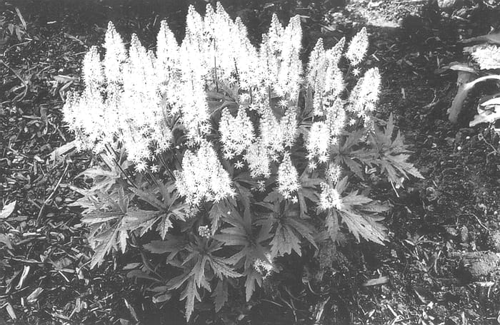 Figure 1 of US plant patent PP13382, the photograph of Pink Skyrocket printed in the patent.
