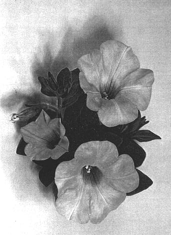 Figure 1 of US plant patent PP13383, the photograph of Dancasoft printed in the patent.