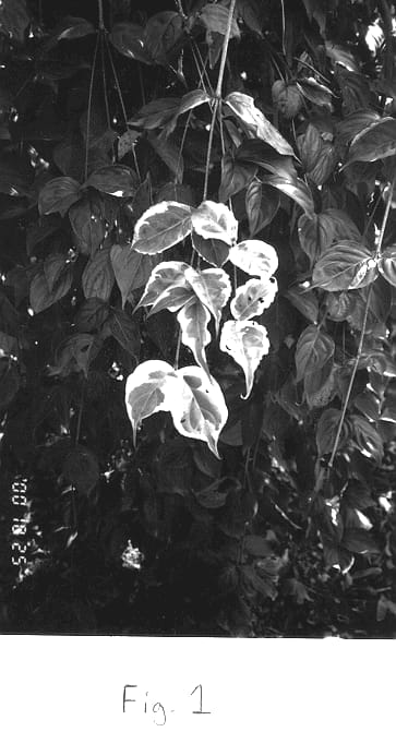 Figure 1 of US plant patent PP13384, the photograph of Kristin Lipka's Variegated Weeping Dogwood Tree printed in the patent.