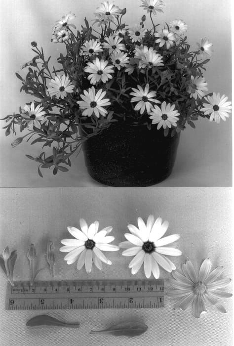 Figure 1 of US plant patent PP13385, the photograph of Seidacre printed in the patent.