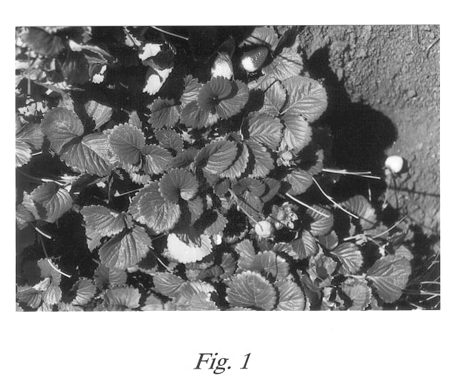 Figure 1 of US plant patent PP13386, the photograph of Sonora printed in the patent.