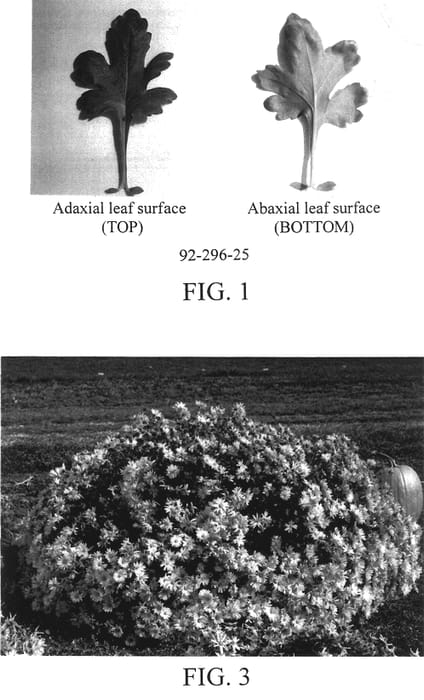 Figure 1 of US plant patent PP13387, the photograph of 92-296-25 printed in the patent.