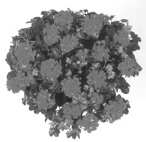 Figure 1 of US plant patent PP13388, the photograph of Kleroder printed in the patent.