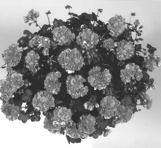 Figure 1 of US plant patent PP13389, the photograph of Klerotyst printed in the patent.