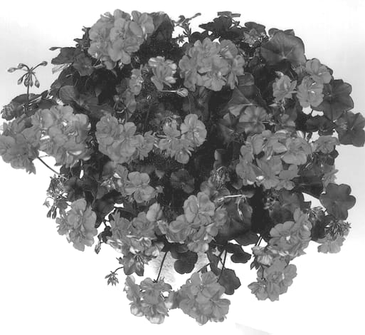 Figure 1 of US plant patent PP13390, the photograph of Kleropur printed in the patent.